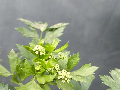 Celery Plant in Bloom with Small White Flowers Stock Photos