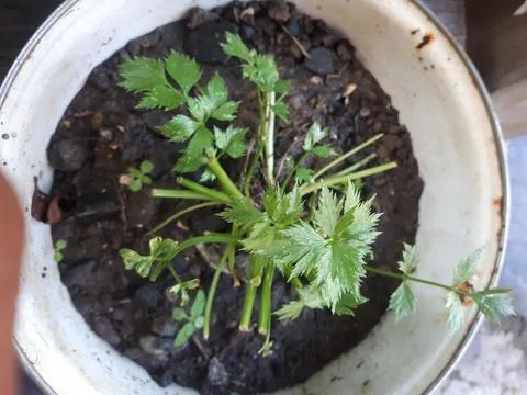 Celery plant Foto stock