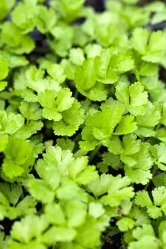 Celery Plants Closeup Stock Photos