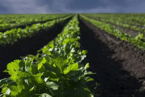 Celery plants on a field, selective focus Stock Photos