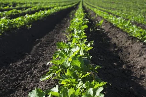 Celery plants on a field, selective focus Stock Photos