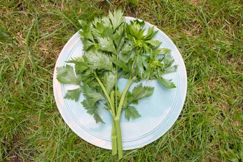 Celery on a plate Stock Photos