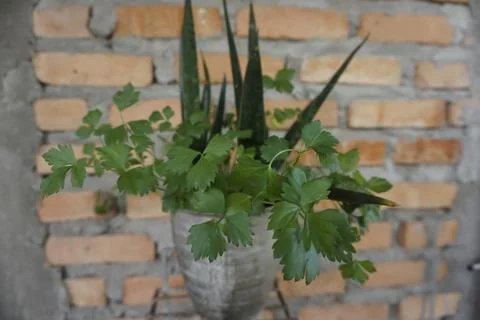 Celery in a pot. selective focus Stock Photos