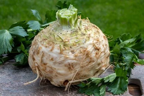 Celery root - celeriac, source of vitamins, fresh healthy vegetable, wedge Stock Photos