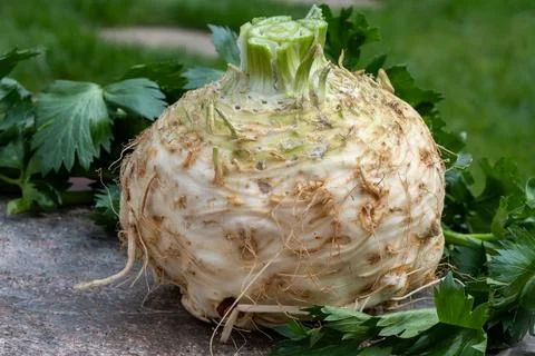 Celery root - celeriac, source of vitamins, fresh healthy vegetable, wedge Stock Photos