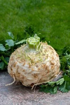 Celery root - celeriac, source of vitamins, fresh healthy vegetable, wedge Stock Photos