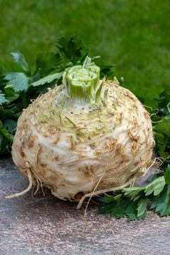 Celery root - celeriac, source of vitamins, fresh healthy vegetable, wedge Stock Photos