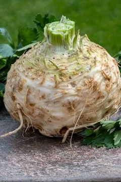 Celery root - celeriac, source of vitamins, fresh healthy vegetable, wedge Stock Photos