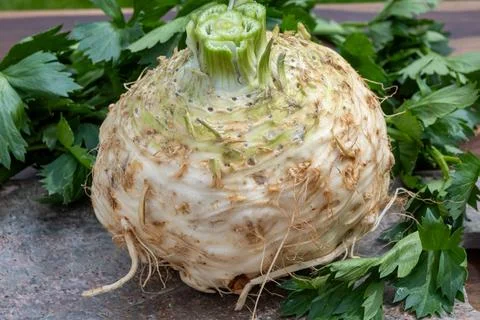 Celery root - celeriac, source of vitamins, fresh healthy vegetable, wedge Stock Photos