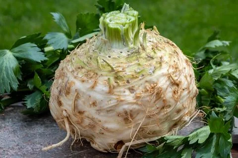 Celery root - celeriac, source of vitamins, fresh healthy vegetable, wedge Stock Photos