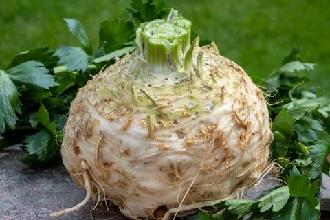 Celery root - celeriac, source of vitamins, fresh healthy vegetable, wedge Stock Photos