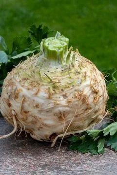 Celery root - celeriac, source of vitamins, fresh healthy vegetable, wedge Stock Photos