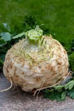 Celery root - celeriac, source of vitamins, fresh healthy vegetable, wedge Stock Photos