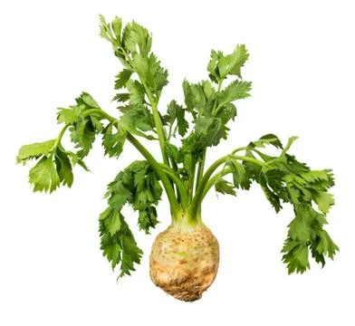 Celery root with leaves Foto stock