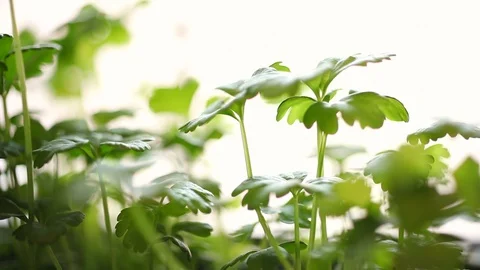 Celery Seedling Stock Footage 88921686