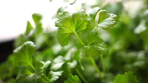 Celery Seedling Stock Footage 88922055