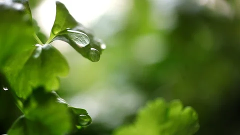 Celery Seedling at Rain Stockbeeldmateriaal 88924078