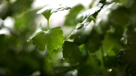 Celery Seedling at Rain Stock Footage 88924282