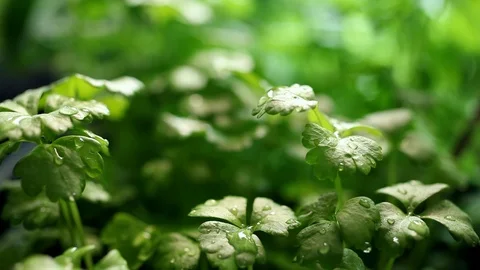 Celery Seedling at Rain Stock Footage 88925376