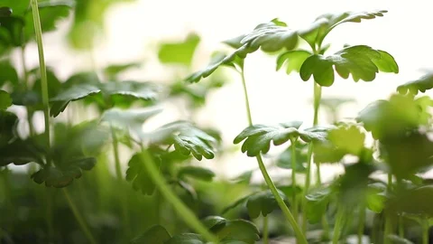 Celery Seedling v Stock Footage 88921379