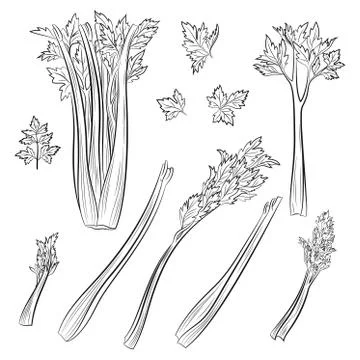 Celery, Set of Pictograms Stock Illustration