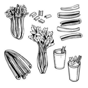 Celery set.  Sketch  illustration. Stock Illustration