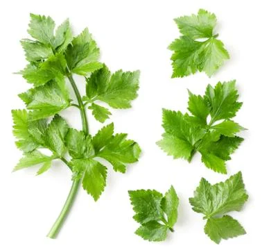 Celery set on white background. The view from top Stock Photos