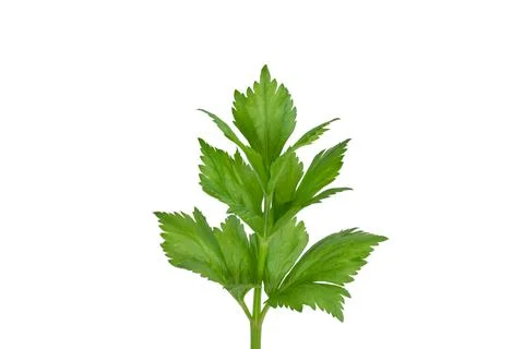 Celery sprig close-up isolated on white background Foto stock