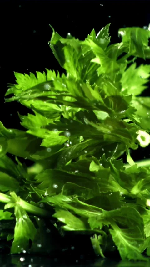 Celery sprigs fall on a wet table. Filmed on a high-speed camera at 1000 fps Stock Footage 335308180