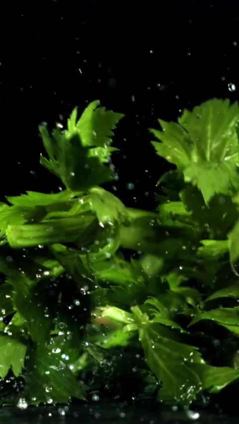 Celery sprigs fall on a wet table. Filmed on a high-speed camera at 1000 fps Stock Footage 335312033