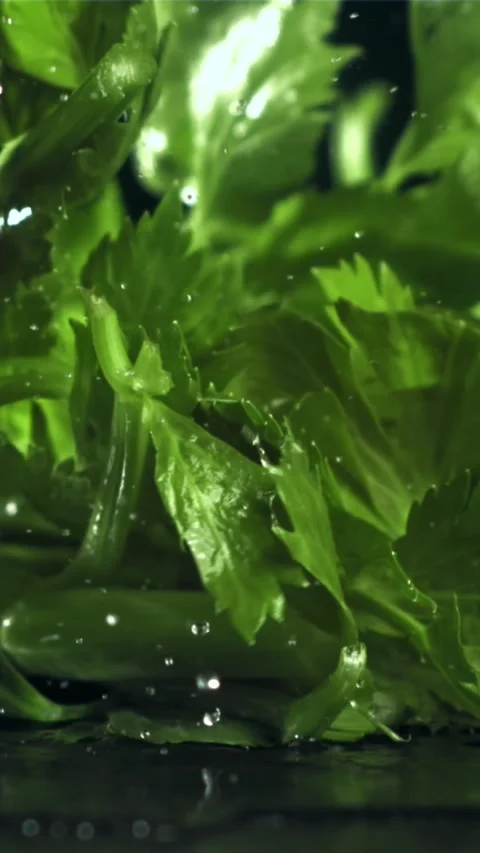 Celery sprigs fall on a wet table. Filmed on a high-speed camera at 1000 fps Stock Footage 335315109