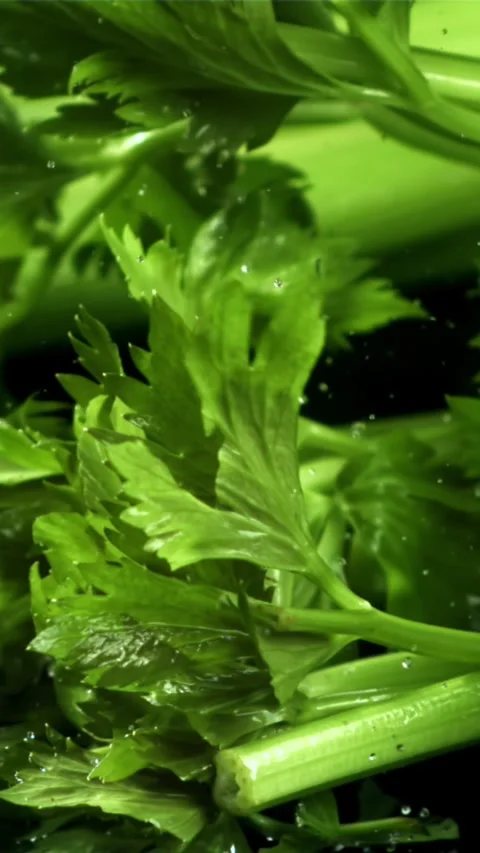 Celery sprigs fall on a wet table. Filmed on a high-speed camera at 1000 fps Stock Footage 335316004