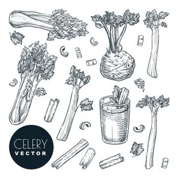 Celery stalks and root, isolated on white background. Sketch vector illustrat Stock Illustration