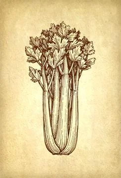 Celery stalks ink sketch. Illustrazione stock
