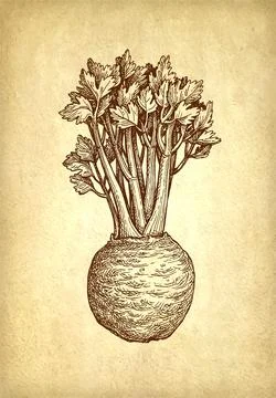 Celery stalks sketch. Illustrazione stock