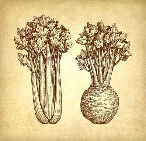 Celery stalks sketch. Illustrazione stock