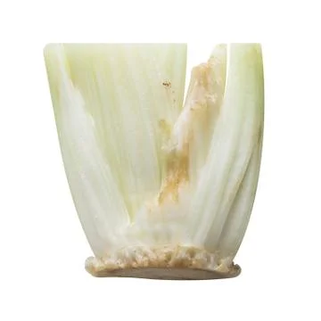 Celery stem cut with dark spot overripe Stock Photos