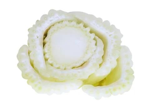 Celery stem cut section top view Stock Photos