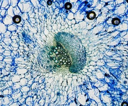 Celery stem with vessel element, cross section, stained with methylene blue.. Stock Photos