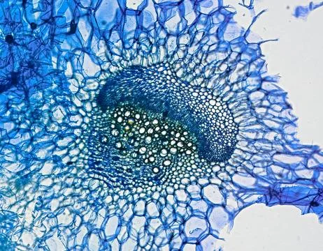 Celery stem with vessel element, cross section, stained with methylene blue.. Stock Photos