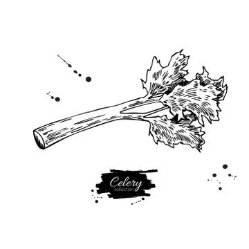Celery stick hand drawn vector illustration. Isolated Vegetable engraved st.. Stock Illustration
