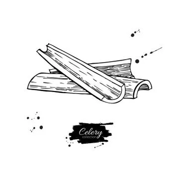 Celery stick hand drawn vector illustration. Isolated Vegetable engraved st.. Stock Illustration