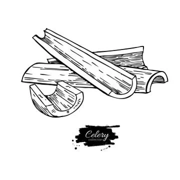 Celery stick hand drawn vector illustration. Isolated Vegetable engraved st.. Stock Illustration