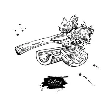 Celery stick hand drawn vector illustration. Isolated Vegetable engraved st.. Stock Illustration