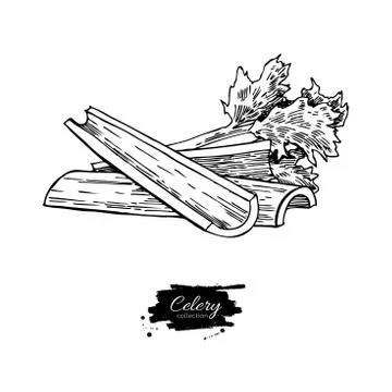 Celery stick hand drawn vector illustration. Isolated Vegetable engraved st.. Stock Illustration