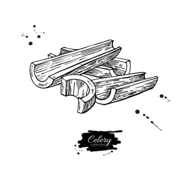 Celery stick hand drawn vector illustration. Isolated Vegetable engraved st.. Stock Illustration