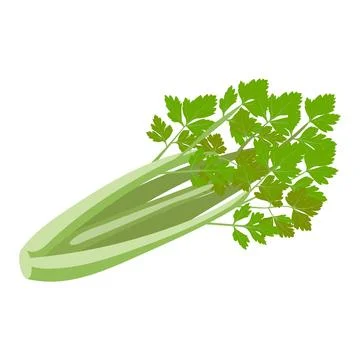 Celery vector illustration isolated on white background Stock Illustration