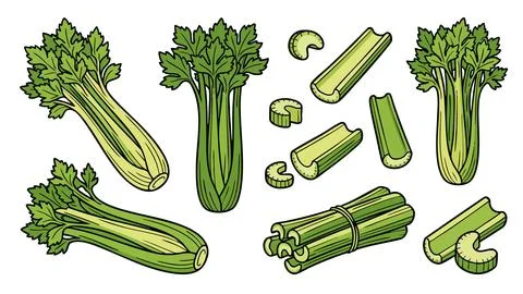 Celery Vector Set with Whole Stalks and Sliced Pieces Stock Illustration