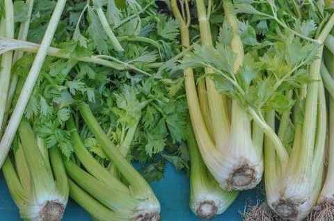 Celery vegetable Stock Photos