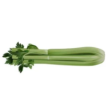 Celery on white background Illustrazione stock